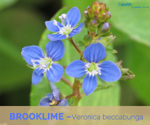 Facts about Brooklime
