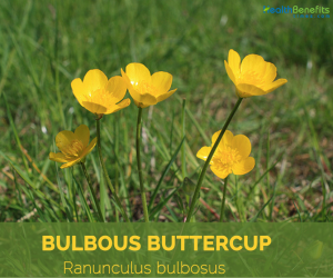 Facts about Bulbous Buttercup