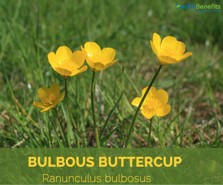 Bulbous Buttercup facts and health benefits