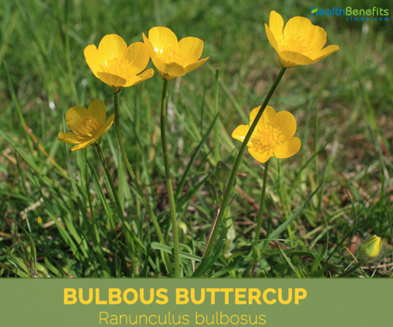 FactsaboutBulbousButtercup Health Benefits