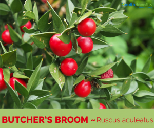 Facts about Butcher's Broom