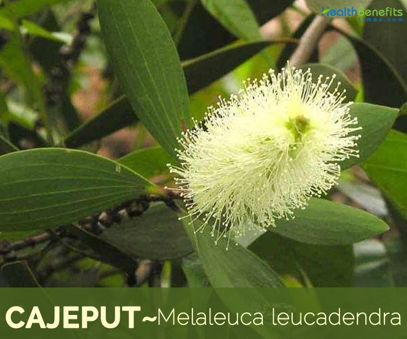 Facts about Cajeput