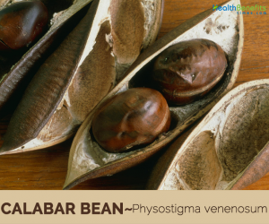 Facts about Calabar Bean