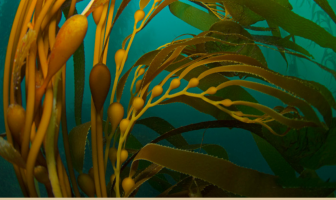 Facts about Giant Kelp