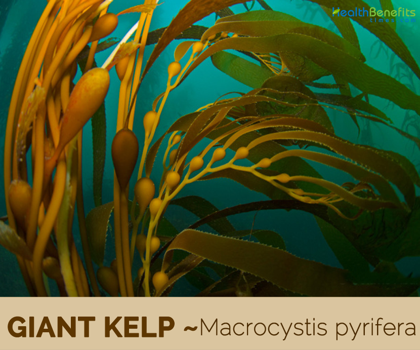 Facts about Giant Kelp 