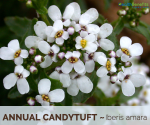 Facts and Benefits of Annual Candytuft