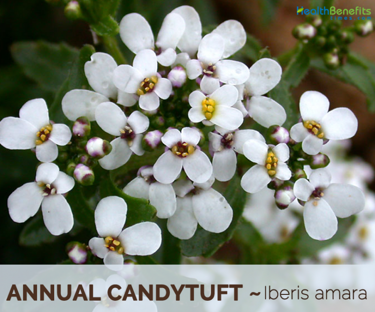 Annual Candytuft facts and health benefits