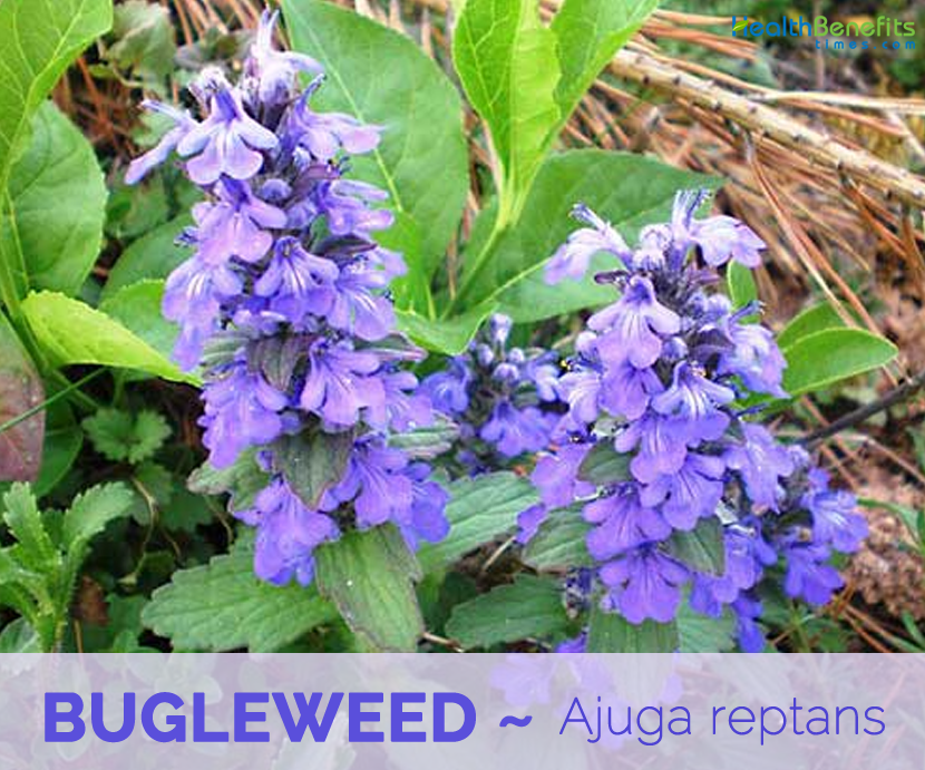 Facts and benefits of Bugleweed 