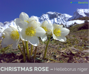 Know about Christmas Rose (Black Hellebore)