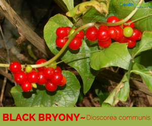 Know about the Black Bryony (Ladies Seal)