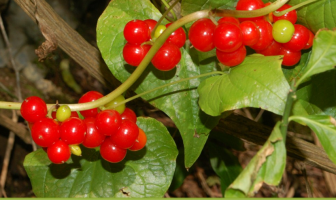 Know about the Black Bryony (Ladies Seal)