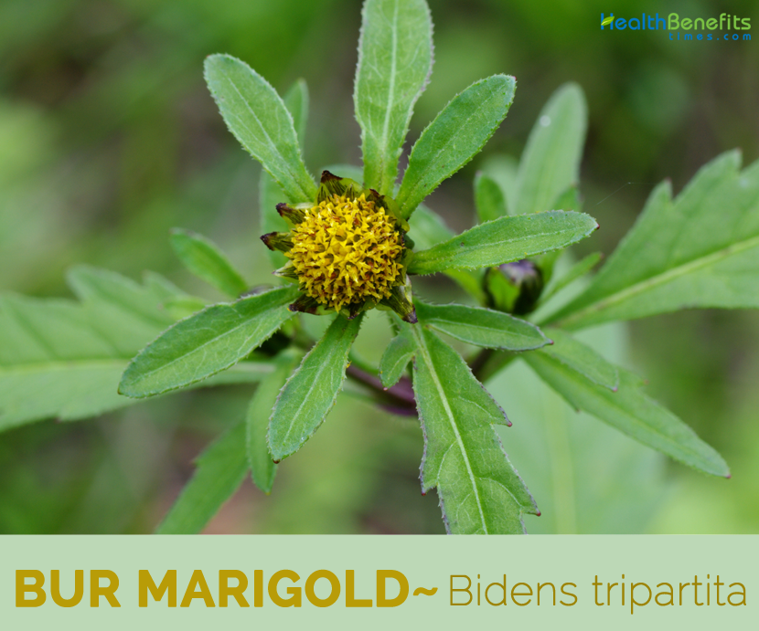 Know about the Bur Marigold 