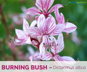 Know about the Burning Bush
