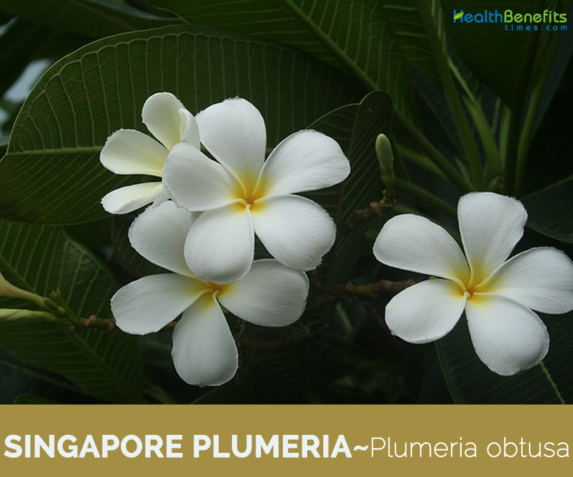 Know about the Singapore Plumeria 