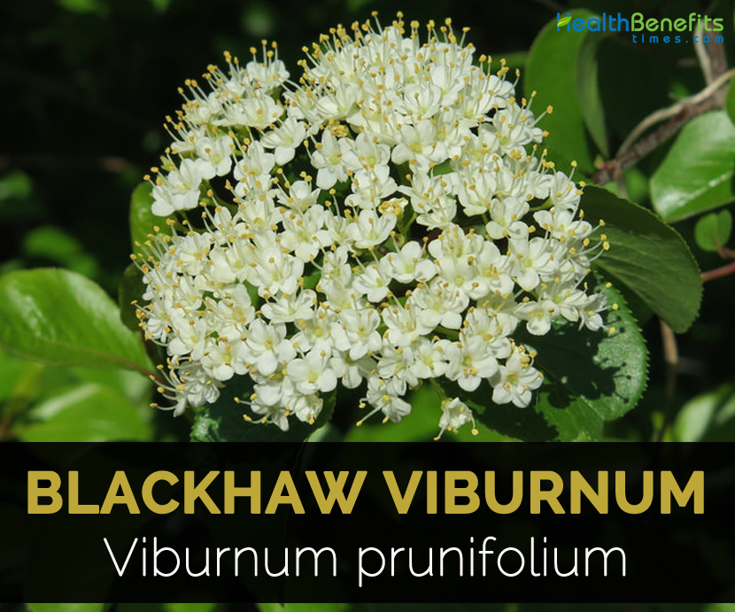 Viburnum Vs Lilac Take A Stand