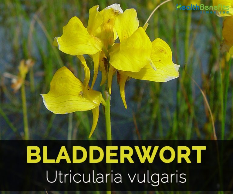 Bladderwort Facts and Health Benefits
