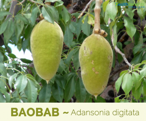 Baobab facts and uses
