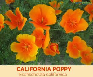 Facts about California Poppy