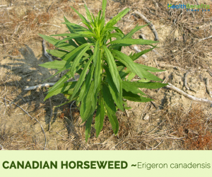 Facts about Canadian Horseweed