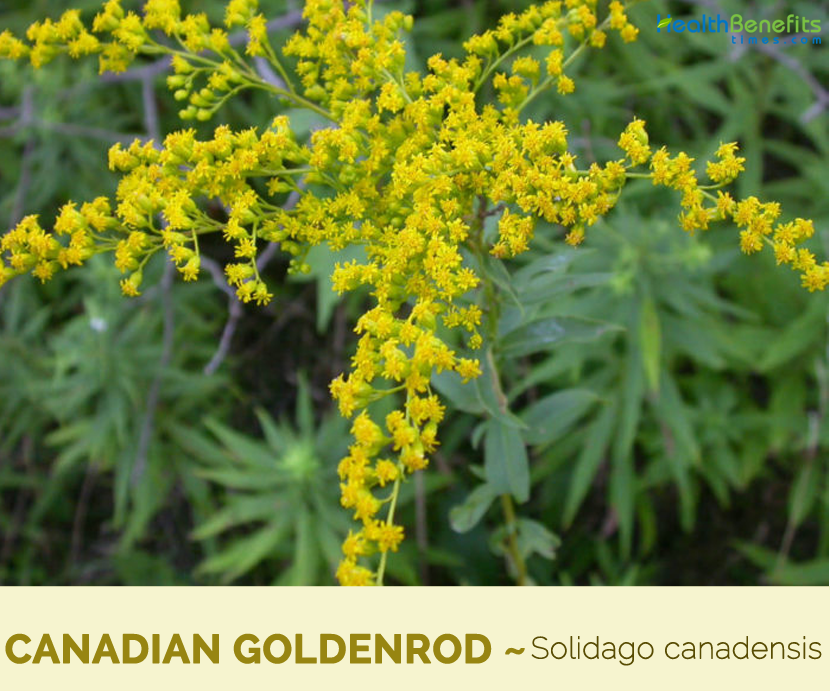 Facts about Canadian goldenrod
