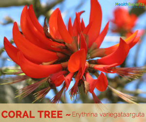 Facts about Coral Tree