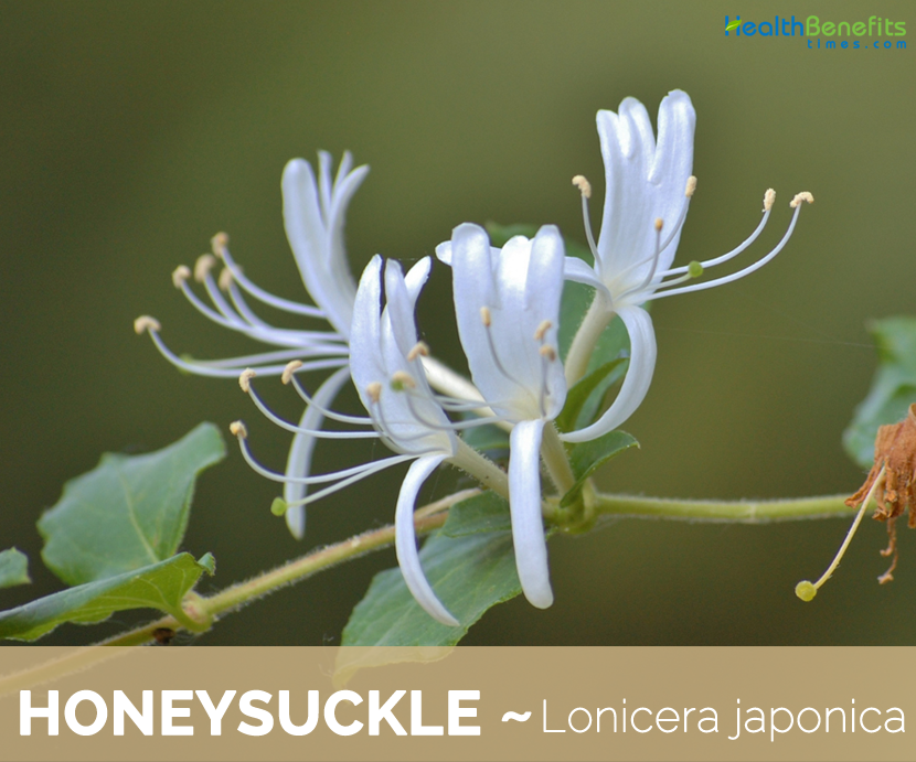 Honeysuckle (Japanese Honeysuckle). 