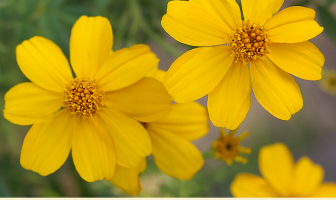 Facts about Mexican marigold