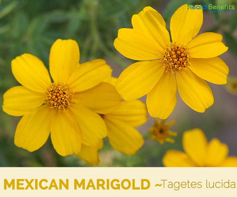 Mexican marigold facts and health benefits