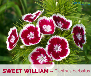 Facts about Sweet William
