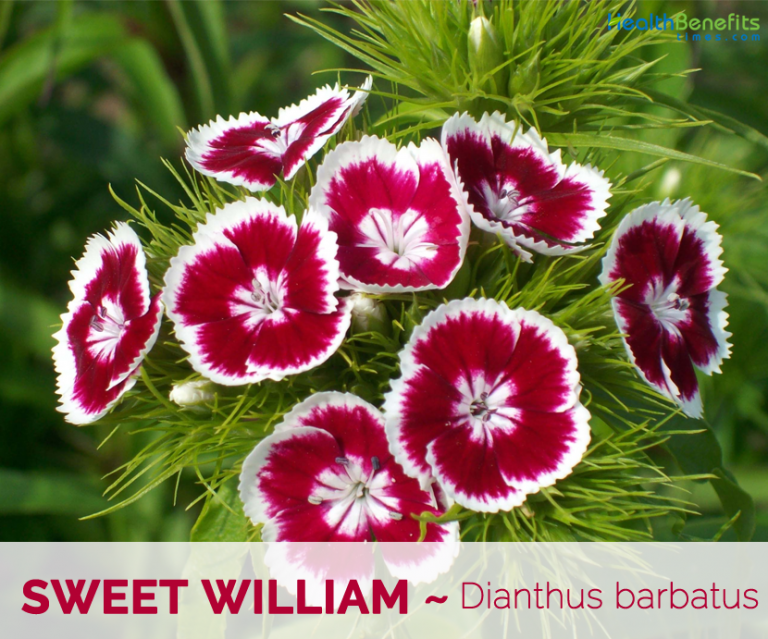 Sweet William facts and health benefits