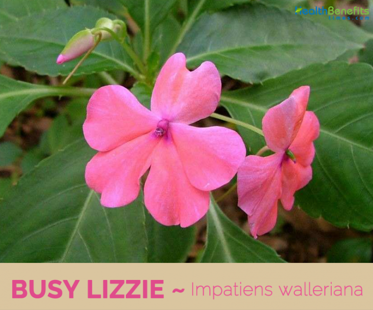 Busy Lizzie facts and health benefits