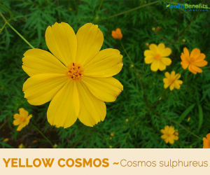 Facts about the Yellow Cosmos