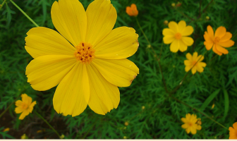 Facts about the Yellow Cosmos
