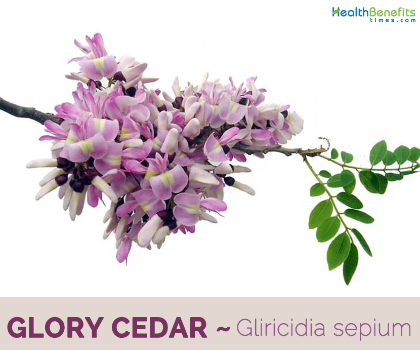 Facts and benefits of Glory Cedar