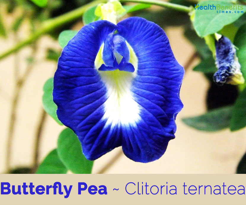 Butterfly Pea facts and health benefits