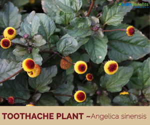 Health-benefits-of-Toothache-Plant