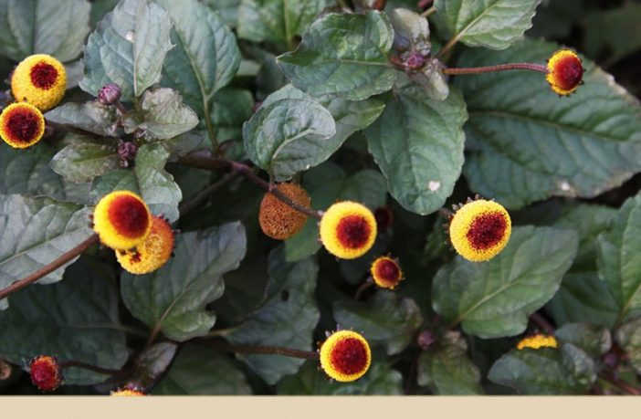 Toothache Herb Plant Seeds 100 Spilanthes Oleracea 