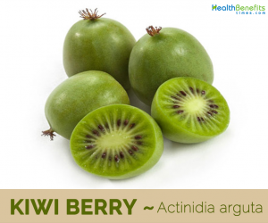 Kiwi berry-Actinidia arguta