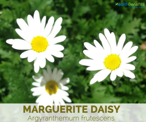 Know Marguerite Daisy