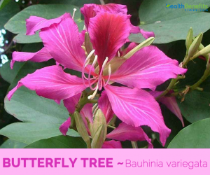 Know about Butterfly Tree