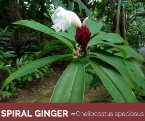 Know about the Spiral Ginger