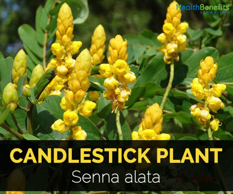 Candlestick Plant Facts and Medicinal uses