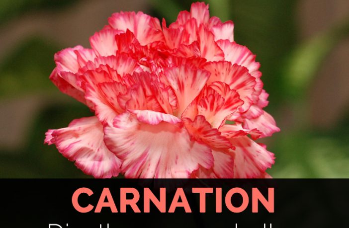 Carnation Facts And Inal Uses