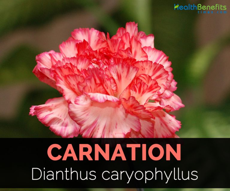 Carnation Facts and Medicinal uses