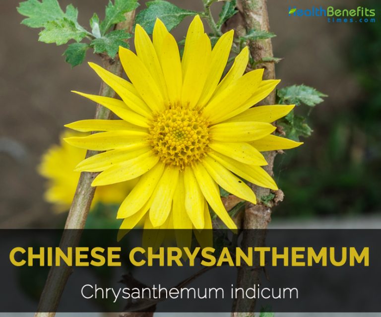 Chinese Chrysanthemum Facts, Traditional uses