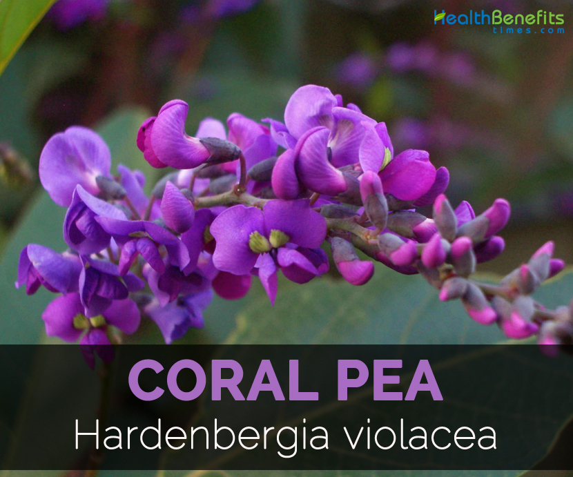 non GMO Wild Wisteria Hardenbergia violacea 'Rosea'  Pink Coral Pea 10 seeds
