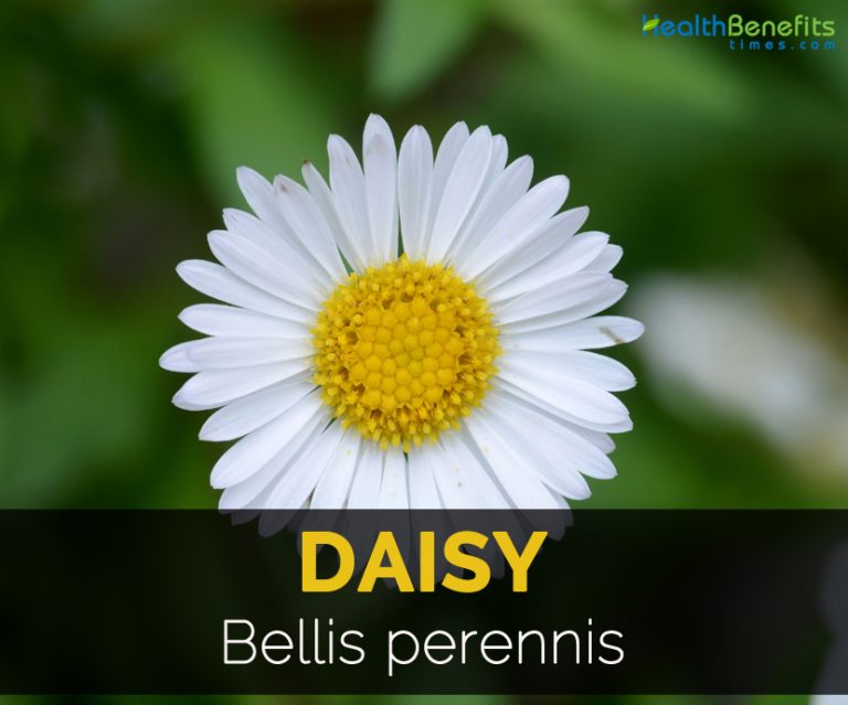 Daisy Facts and Health Benefits