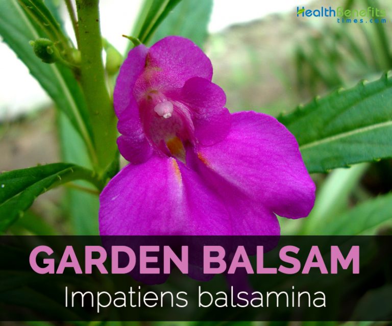 Facts About Garden Balsam Health Benefits Facts About Garden Balsam Health Benefits