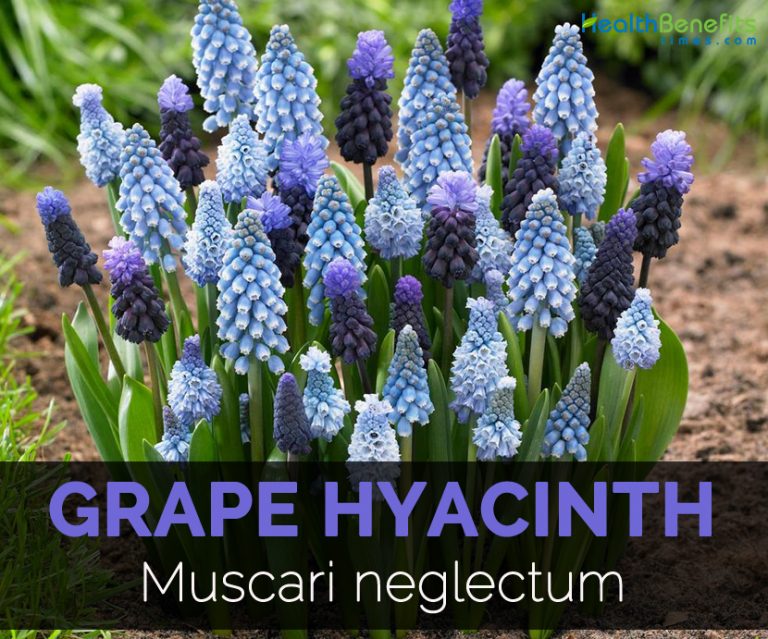 Grape Hyacinth Facts and Uses