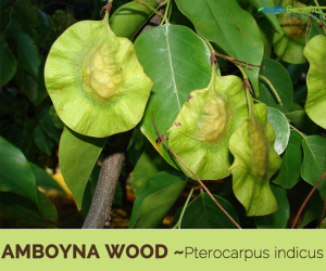 Facts about Amboyna wood